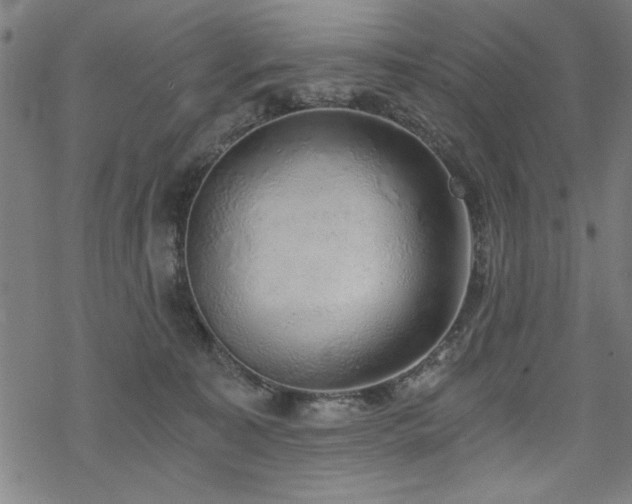 X0000068830323200605051243