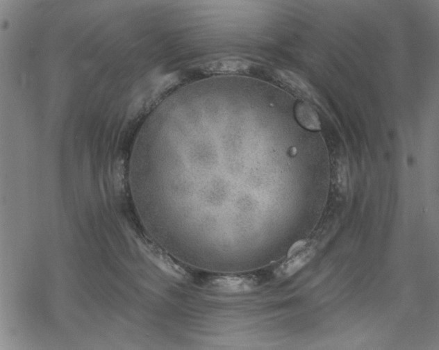 X0000068830326200605051243