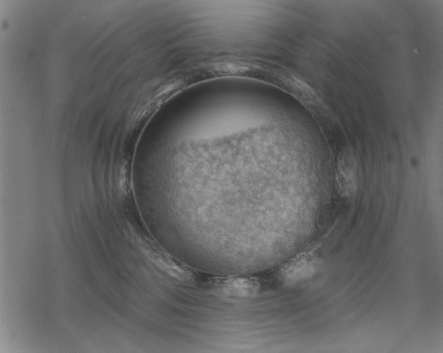 X0000068830330200605051243