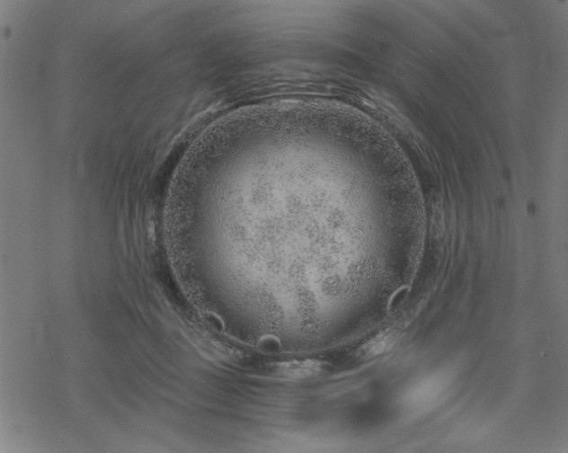 X0000068830363200605051242