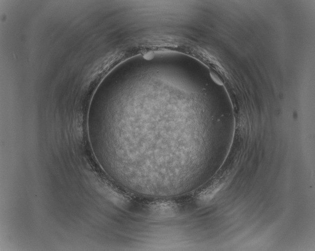 X0000068830402200605051241