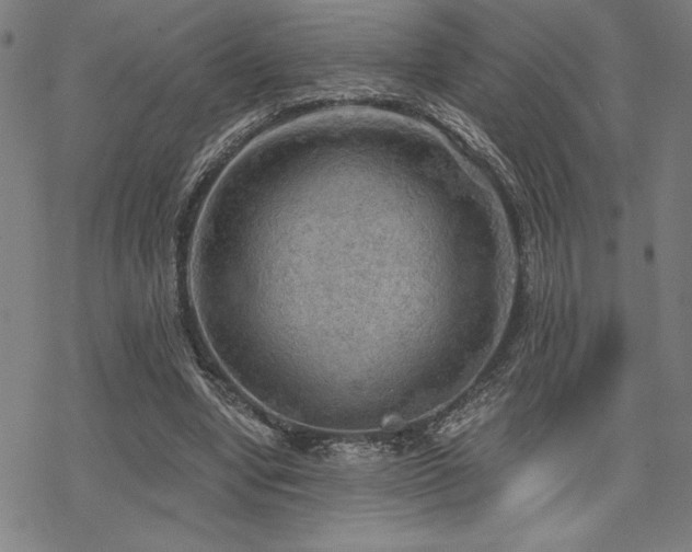 X0000068830442200605051240