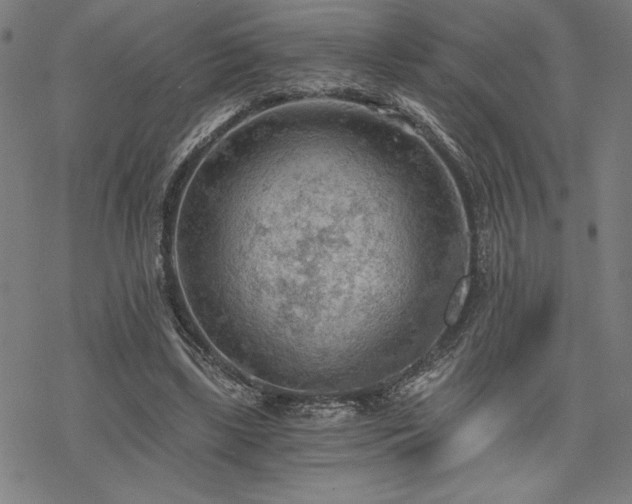 X0000068830443200605051240