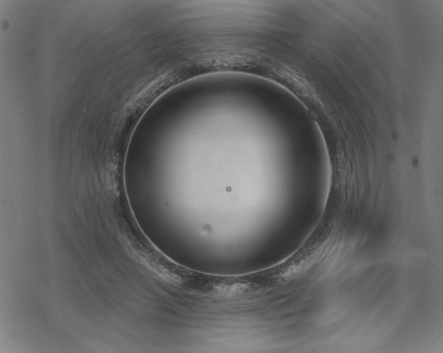 X0000068830450200605051240