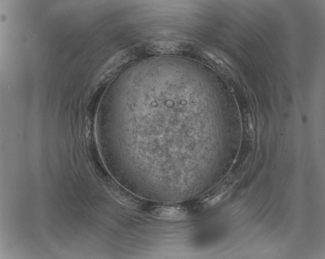 X0000068830507200605051240