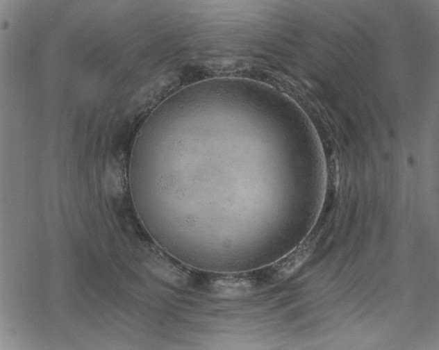 X0000068830515200605051239