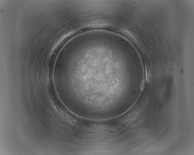 X0000068830531200605051238