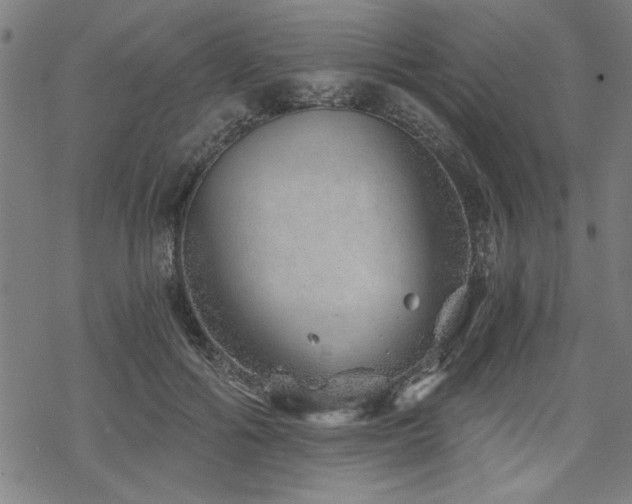 X0000068830602200605051238