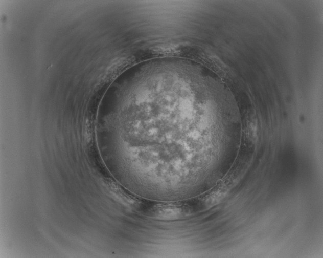 X0000068830658200605051237