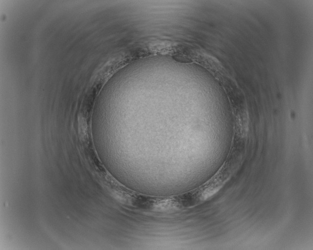 X0000068830705200605051236