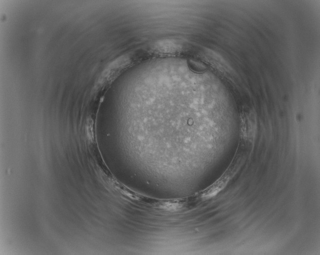 X0000068830718200605051236