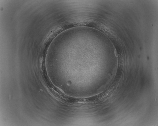 X0000068830742200605051236