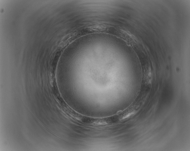 X0000068830749200605051236