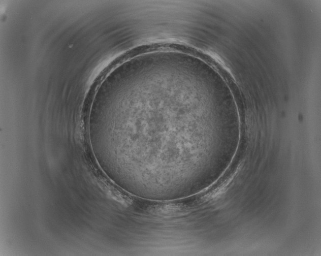 X0000068830879200605051233