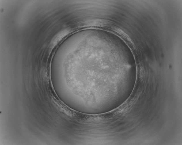 X0000068830882200605051233