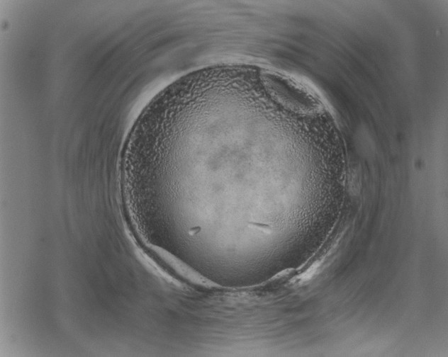 X0000068830903200605051233