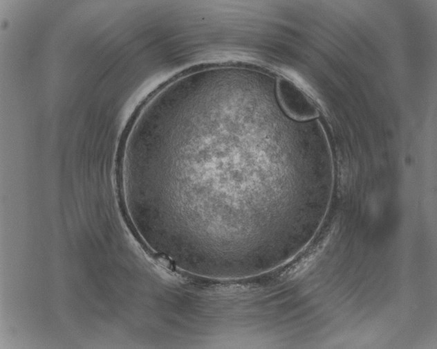 X0000068830943200605051233