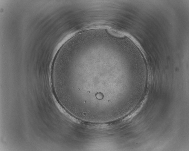 X0000068830957200605051233