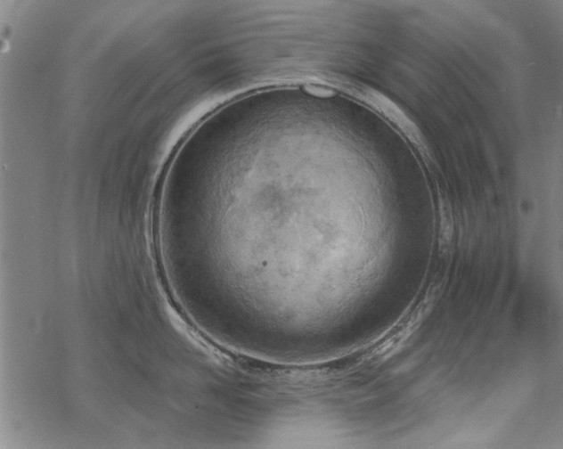 X0000068830958200605051233