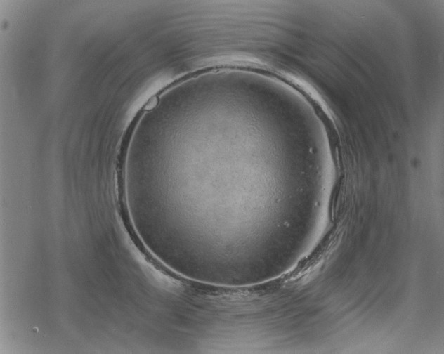 X0000068830999200605051231