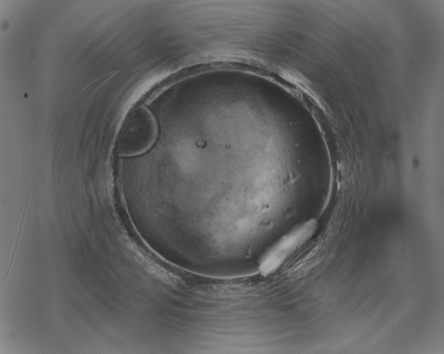 X0000068831024200605051231