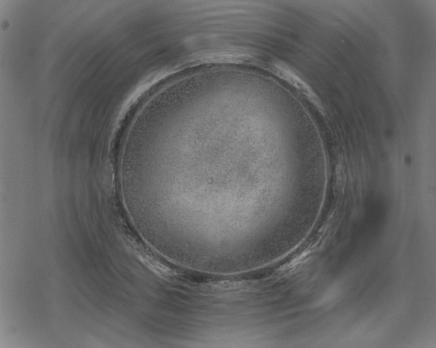 X0000068831027200605051231