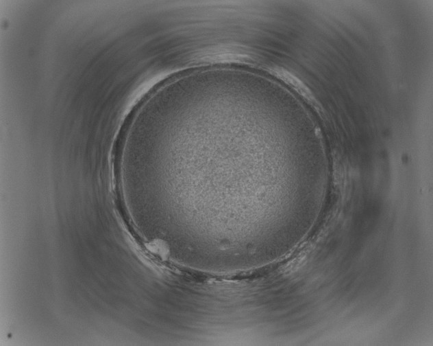 X0000068831031200605051231