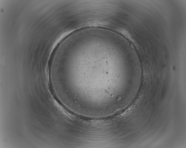 X0000068831032200605051231