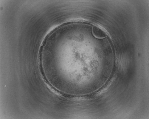 X0000068831037200605051231