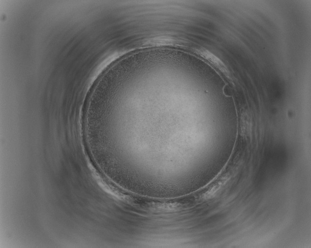 X0000068831039200605051231