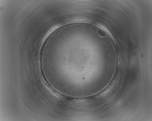 X0000068831043200605051231