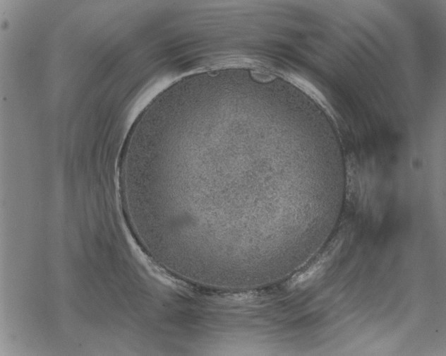 X0000068831047200605051231