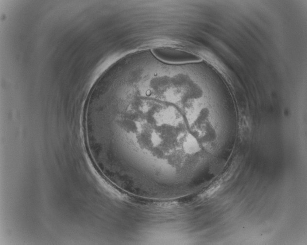 X0000068831055200605051231