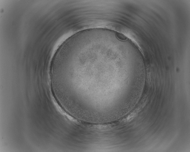 X0000068831088200605051230