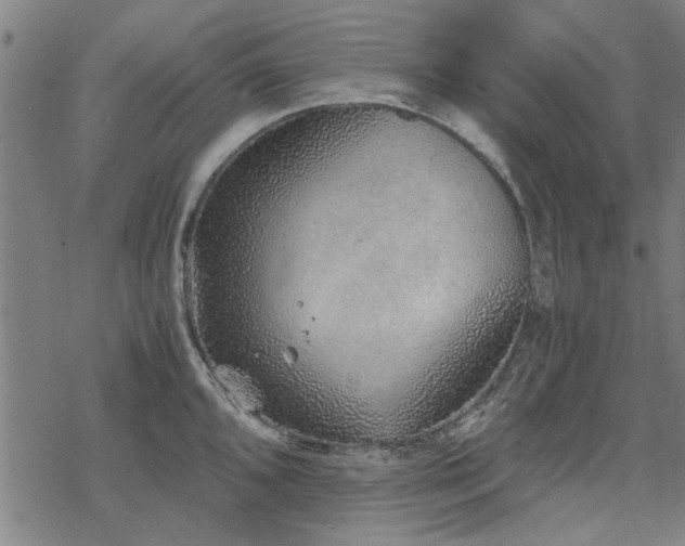 X0000068831096200605051230