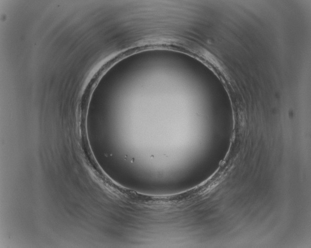 X0000068831124200605051229