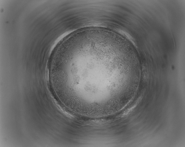 X0000068831125200605051229