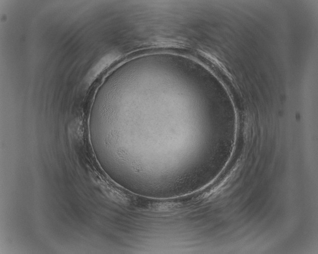 X0000068831163200605051229