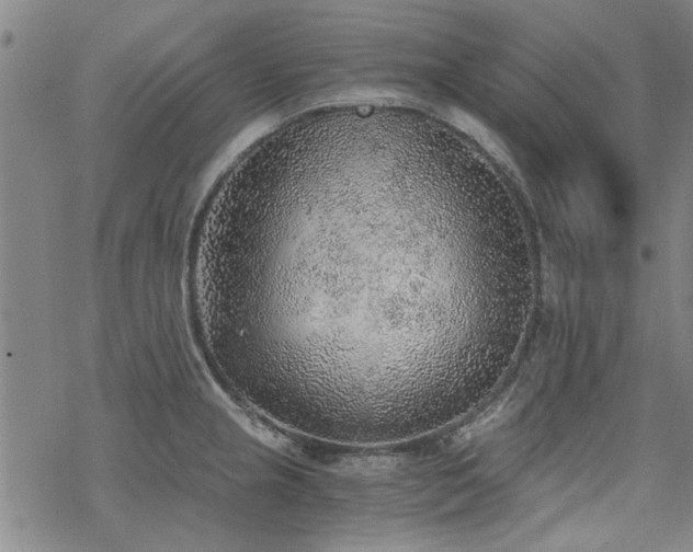 X0000068831237200605051228