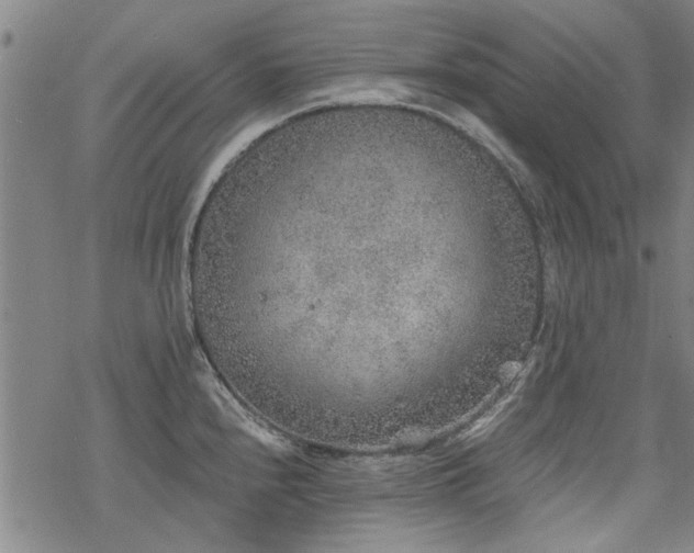 X0000068831240200605051228