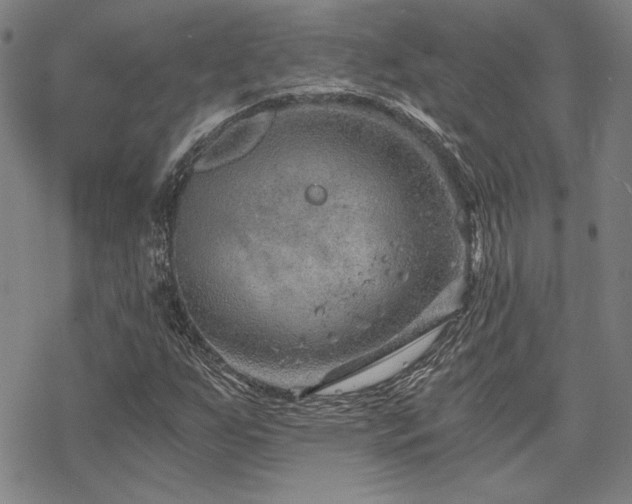 X0000068831255200605051227