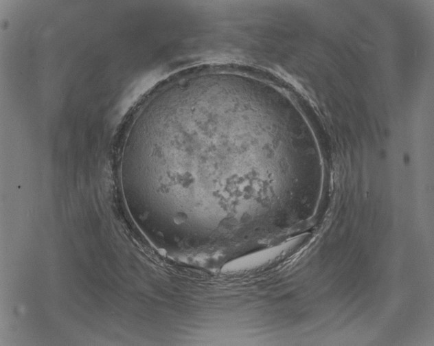 X0000068831263200605051227