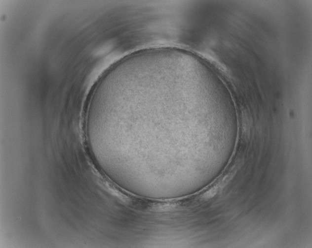 X0000068831278200605051227