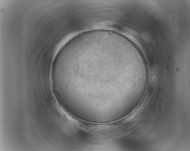 X0000068831294200605051227