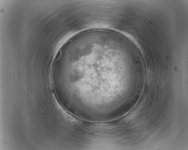 X0000068831295200605051227