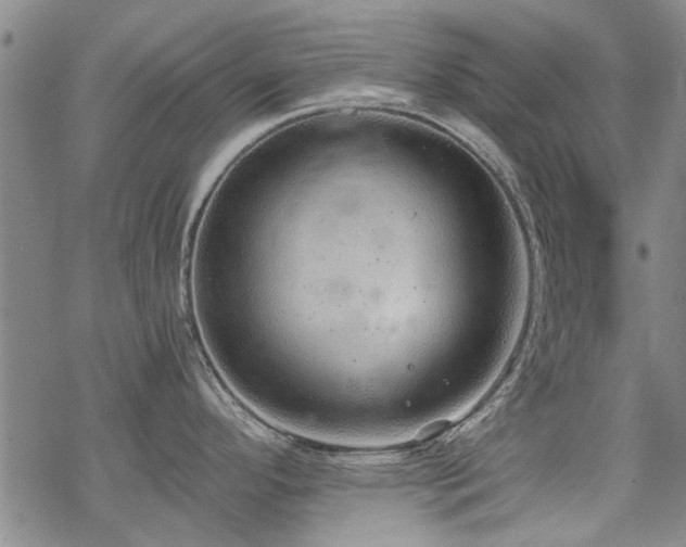 X0000068831296200605051226