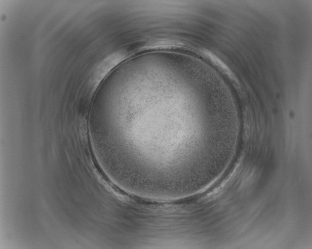 X0000068831329200605051226