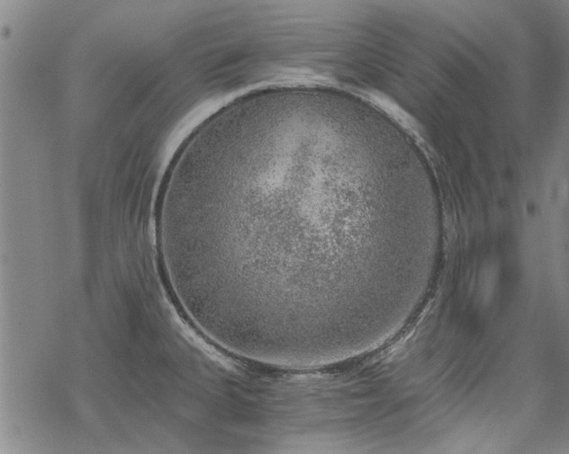 X0000068831335200605051226