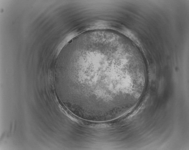 X0000068831337200605051226