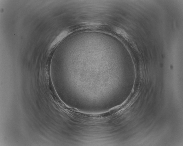 X0000068831354200605051226